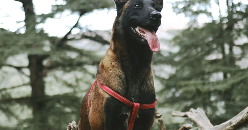 Harnais pour malinois : quel modèle choisir ? (guide 2026)