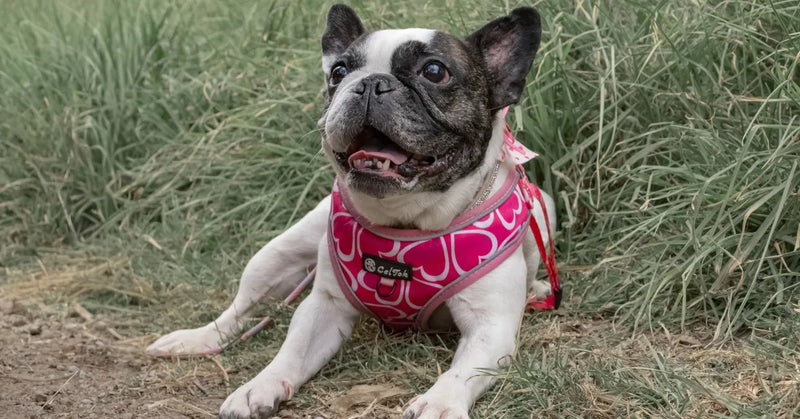 Harnais pour petit chien : comment bien choisir ? (guide 2026)