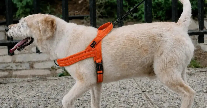 Mon chien a des irritations à cause de son harnais : causes et solutions