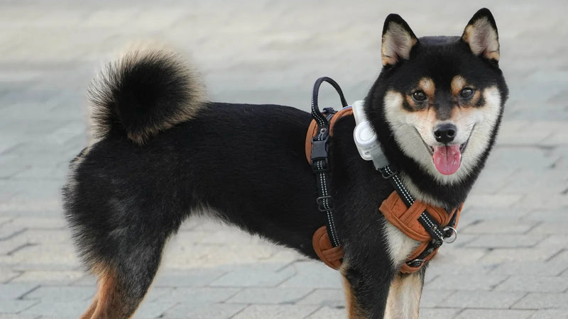 Quel harnais pour un shiba inu ? Fugue, indépendance et taille