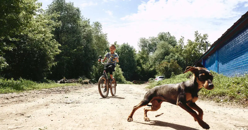 Quel harnais pour faire du vélo avec son chien ? (cani-VTT, guide 2026)