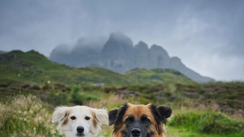 Julius-K9 vs Harnais Chien Expert : le comparatif complet