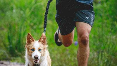 Laisse élastique reliée à une ceinture de course pour chien