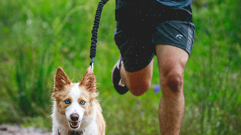 Laisse élastique reliée à une ceinture de course pour chien