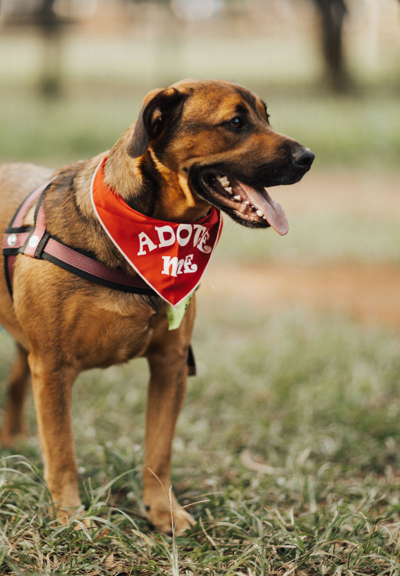 Adopter un chien adulte : bien vivre les premiers jours