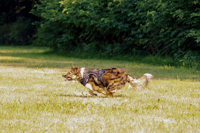 Chien en harnais de traction courant en exterieur, illustration cani-trottinette