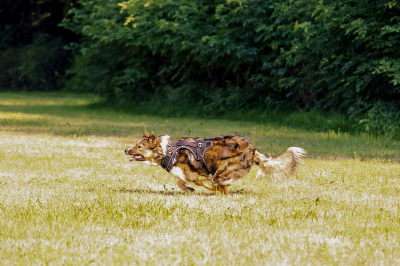 Quel harnais pour faire de la cani-trottinette avec son chien ?