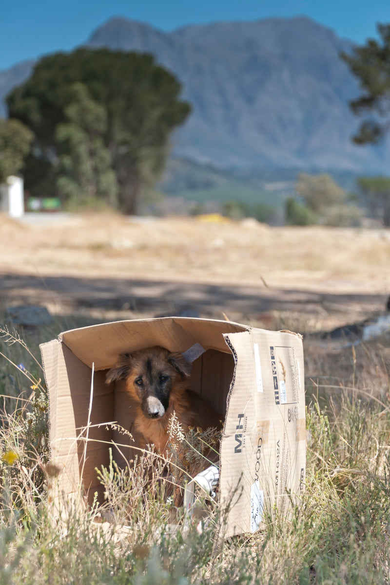Déménager avec son chien : comment le sécuriser le jour J