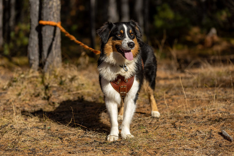 Harnais en cuir pour chien : avantages, inconvénients, entretien