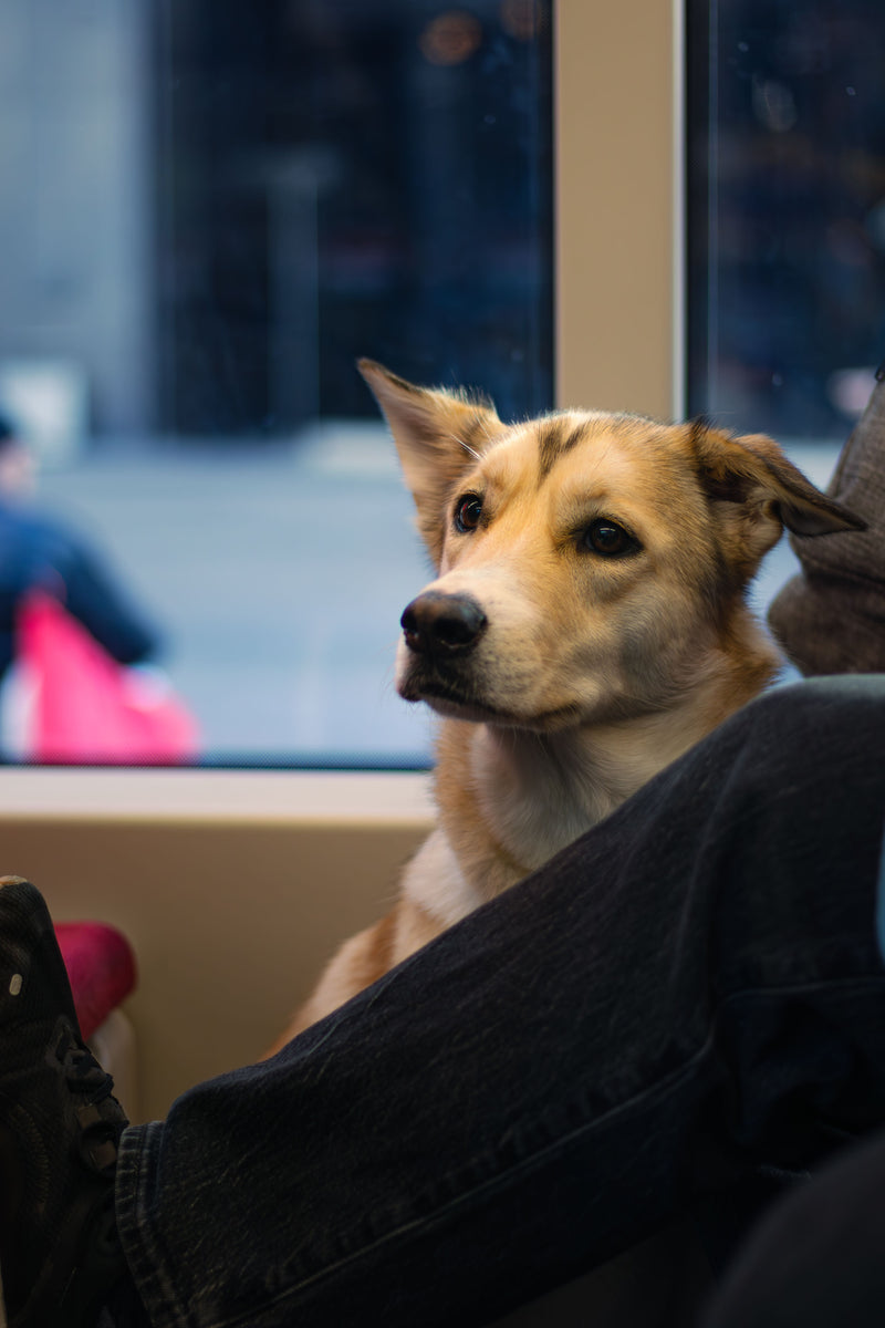 Voyager avec son chien en transport en commun : métro, bus, tram (2026)