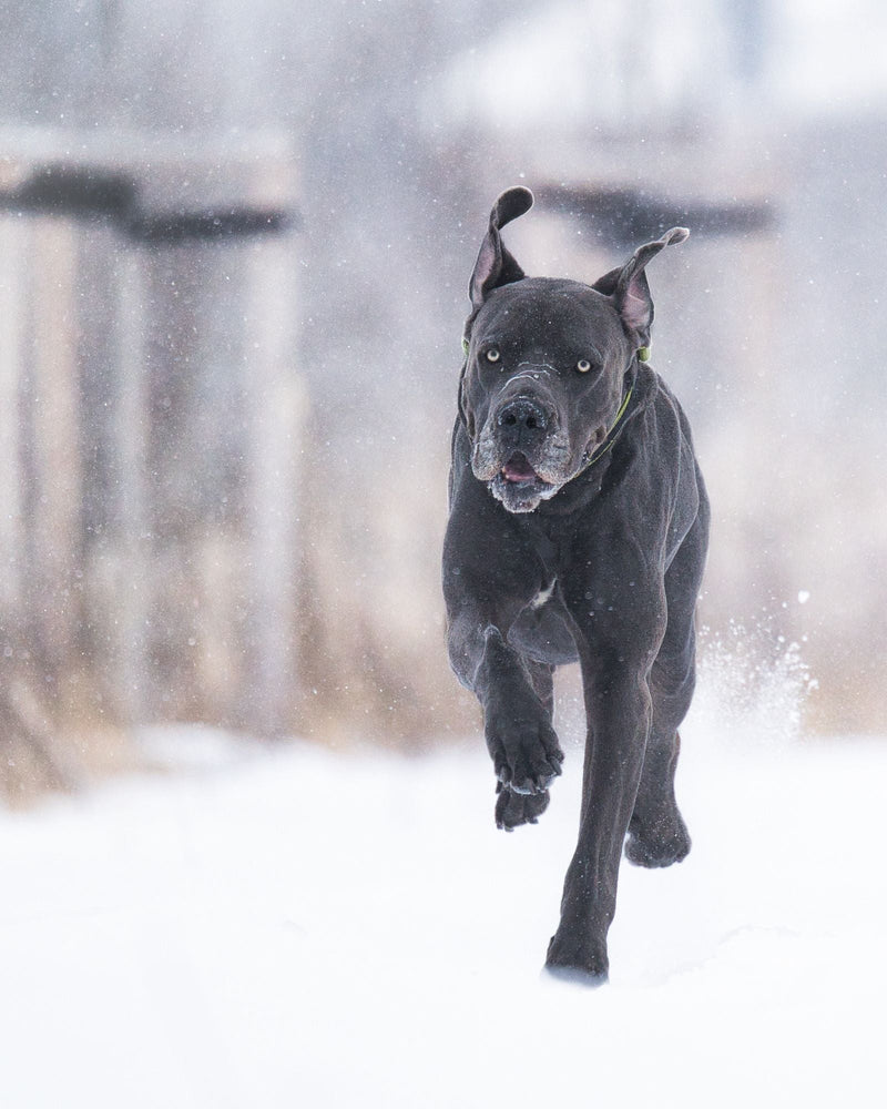 Quel harnais pour un cane corso ? Puissance, cou et contrôle