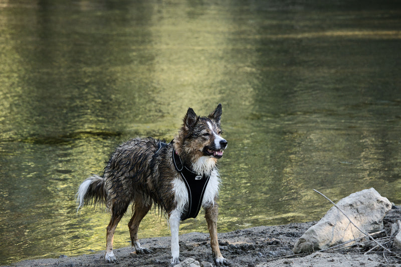 Harnais de chien qui sent mauvais : comment enlever l'odeur