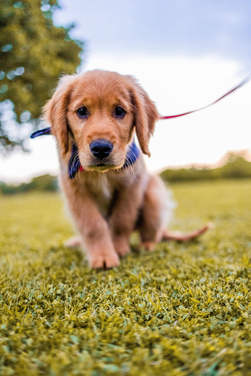 Accueillir un chiot : la liste complète du matériel à acheter