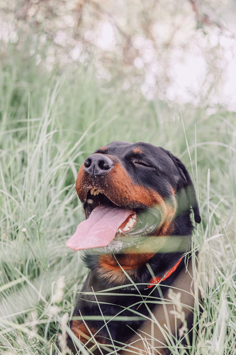 Quel harnais pour un rottweiler ? Puissance, cou et contrôle