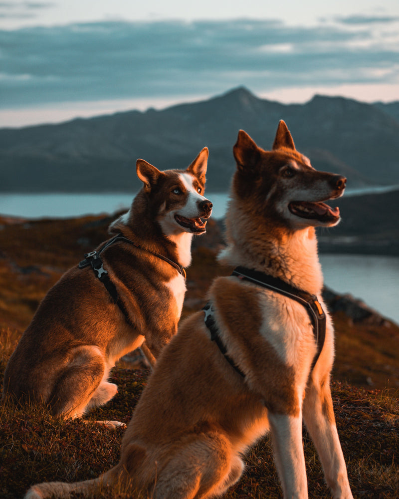 Harnais norvégien pour chien : c'est quoi, pour qui ?