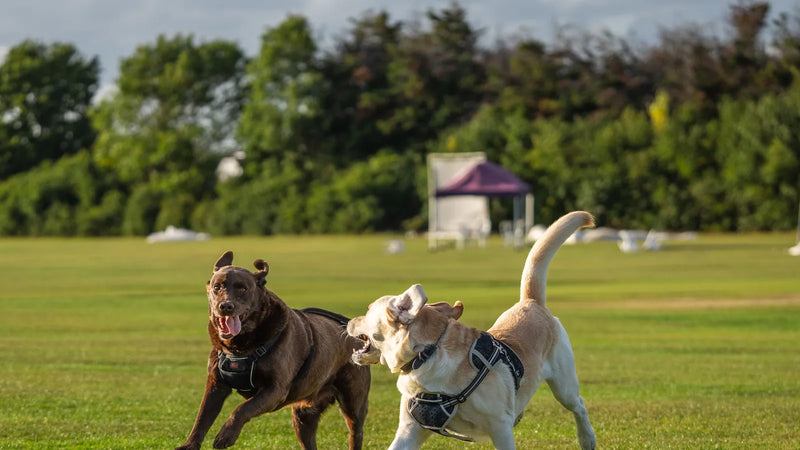 Polytrans vs Harnais Chien Expert : le comparatif complet
