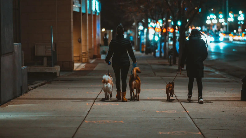 Promener son chien la nuit en sécurité (guide 2026)