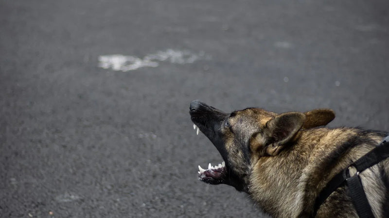 Chien réactif en laisse : comment gérer les rencontres avec d'autres chiens