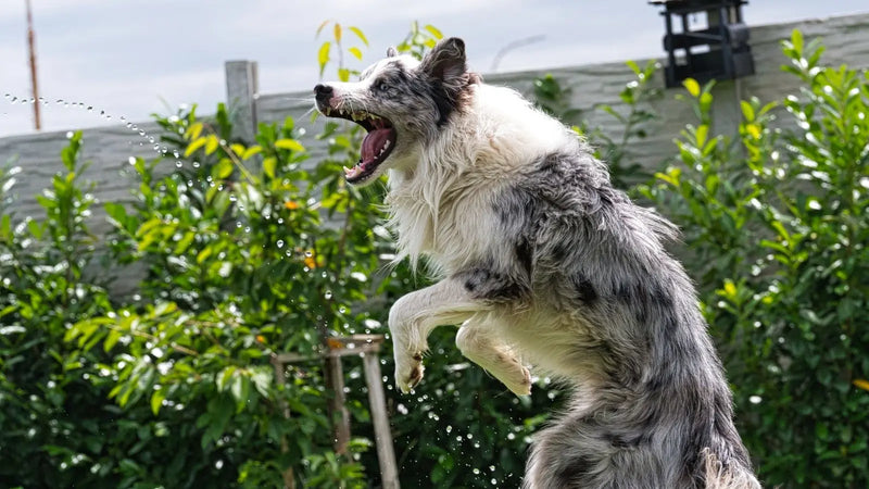 Comment empêcher un chien de sauter sur les gens ? (guide 2026)