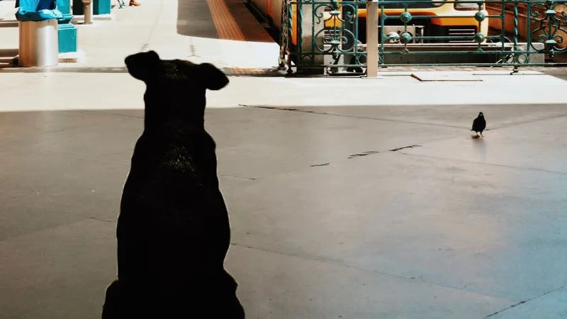 Voyager en train avec son chien : les règles SNCF à connaître (2026)