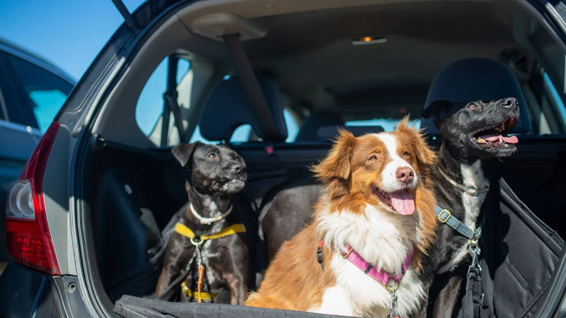 Comment attacher son chien en voiture ? (loi, équipements et conseils 2026)