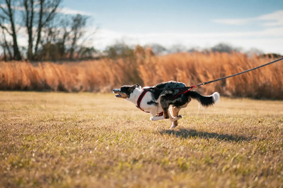 Canicross & sport