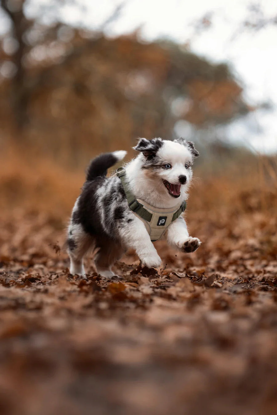 Chiot