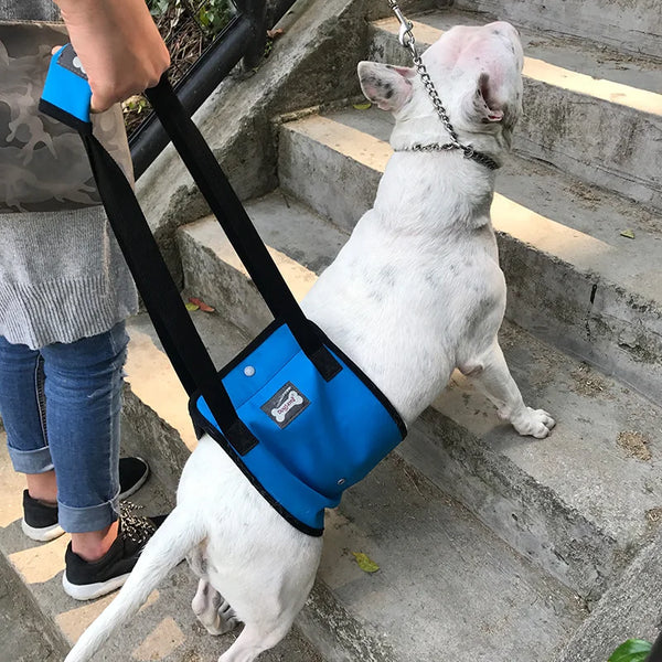 Harnais Chien Handicapé Gris