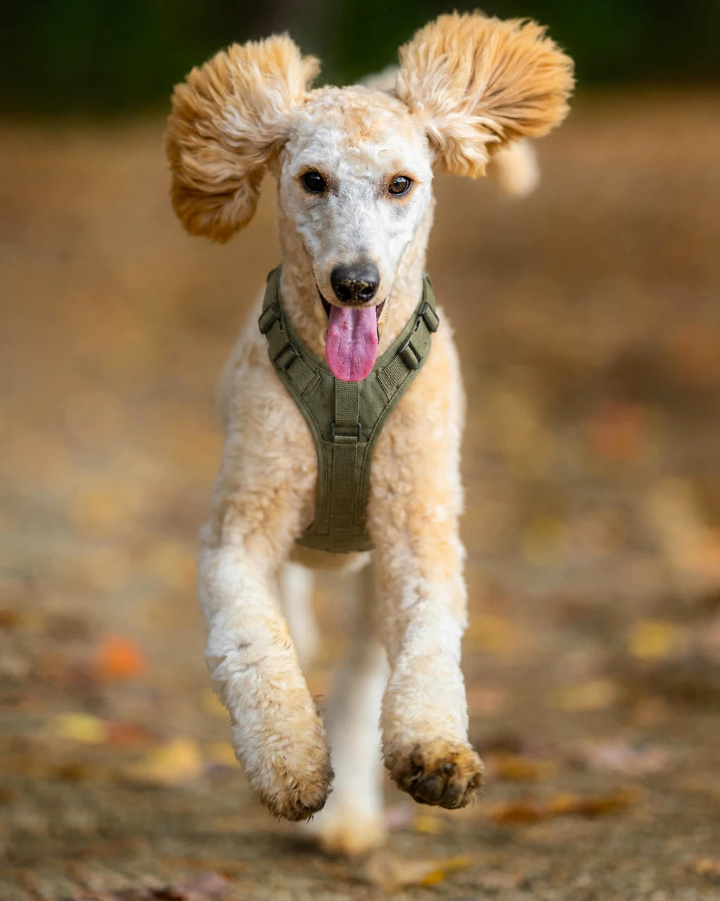 Harnais chien banniere 2