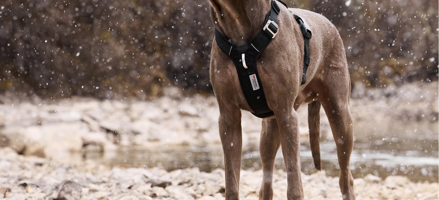 Harnais Chien Anti Traction Sécurité