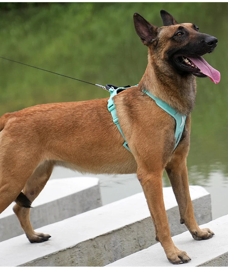 Harnais Chien Actif Réfléchissant