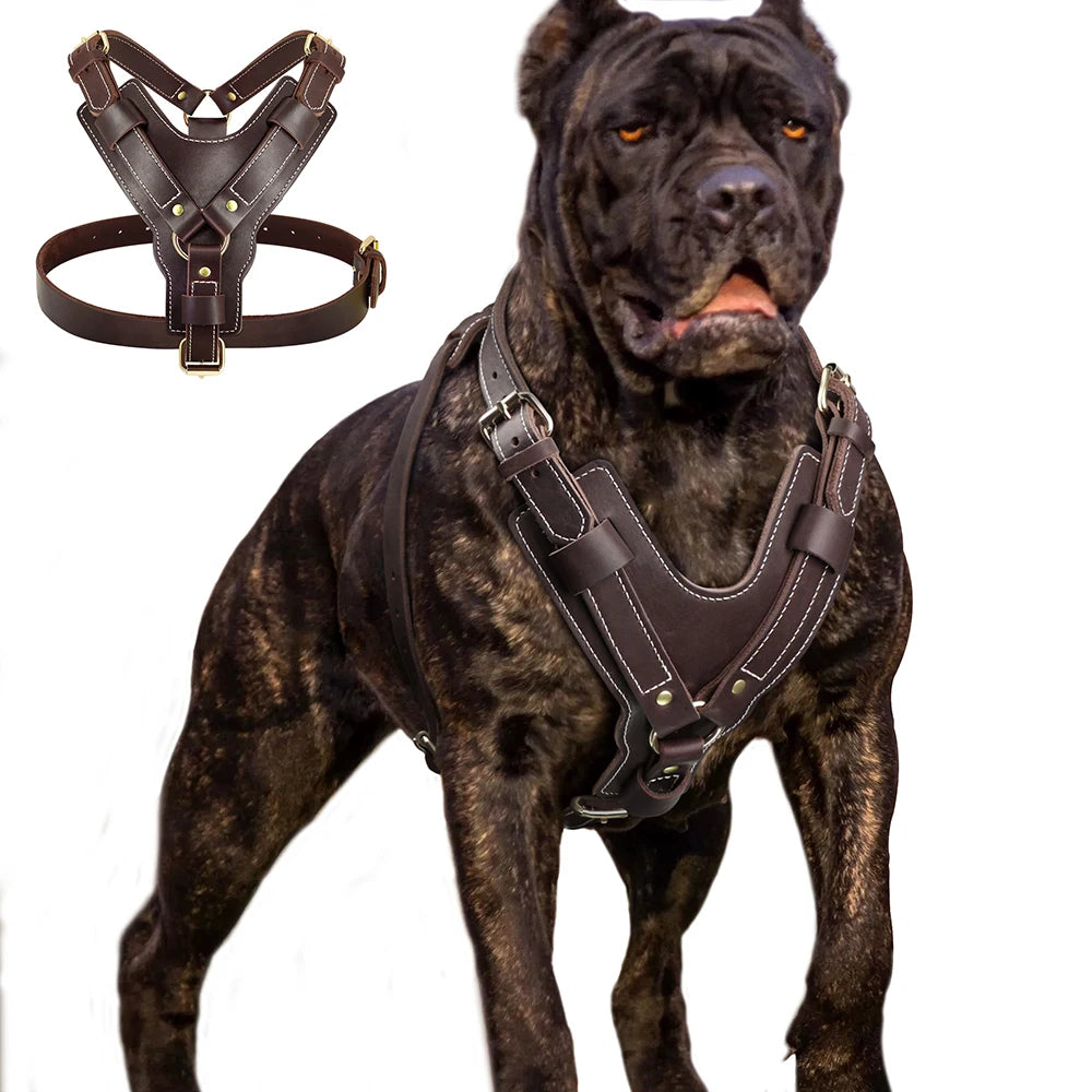 Harnais Chien Poignée Cuir
