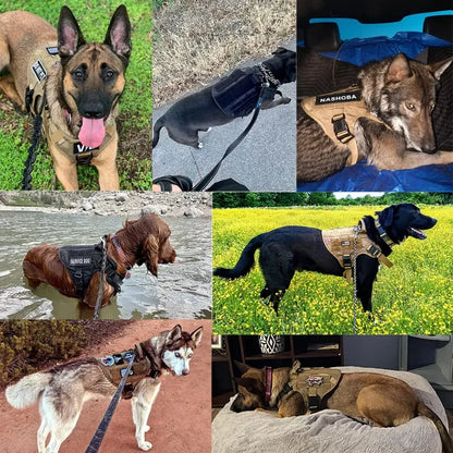 Harnais Tactique Chien Entraînement