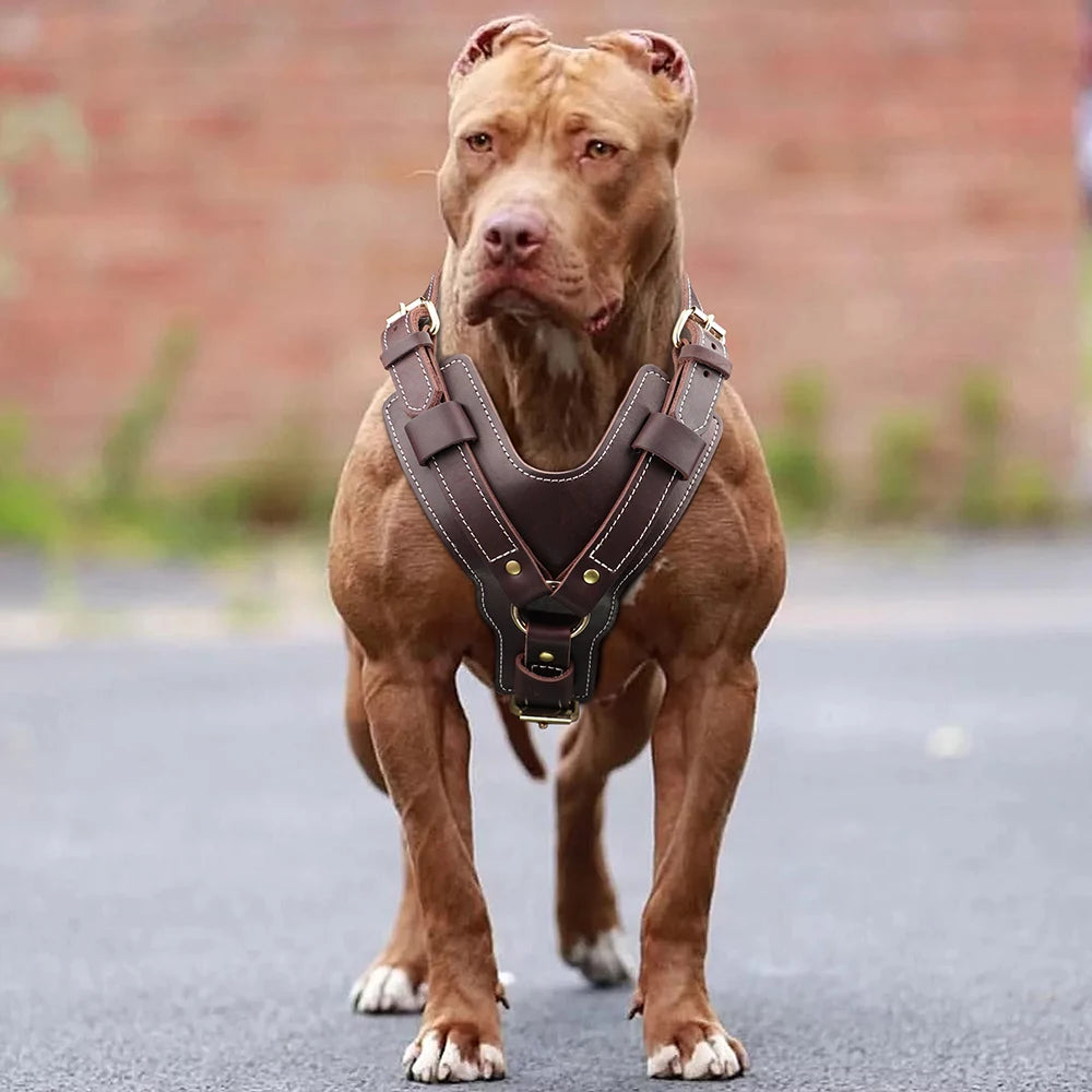 Harnais Chien Poignée Cuir