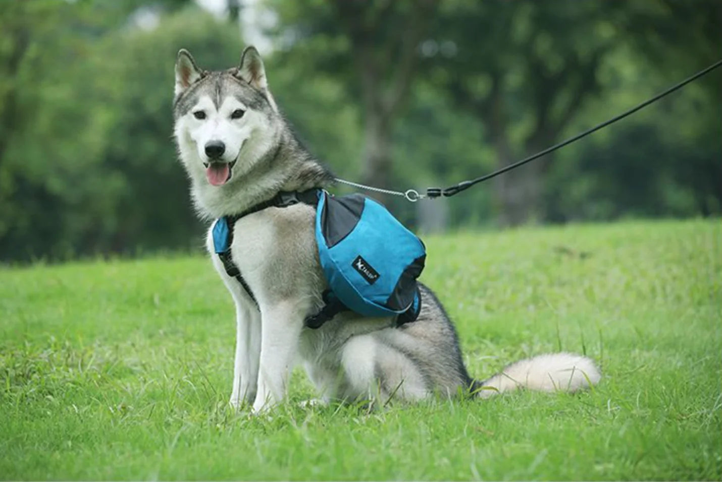 Harnais Randonnée Sac à Dos Noir
