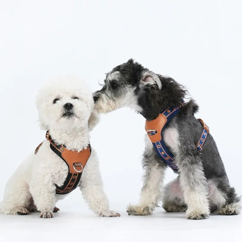 Un harnais pensé pour les chiens qui tirent en balade