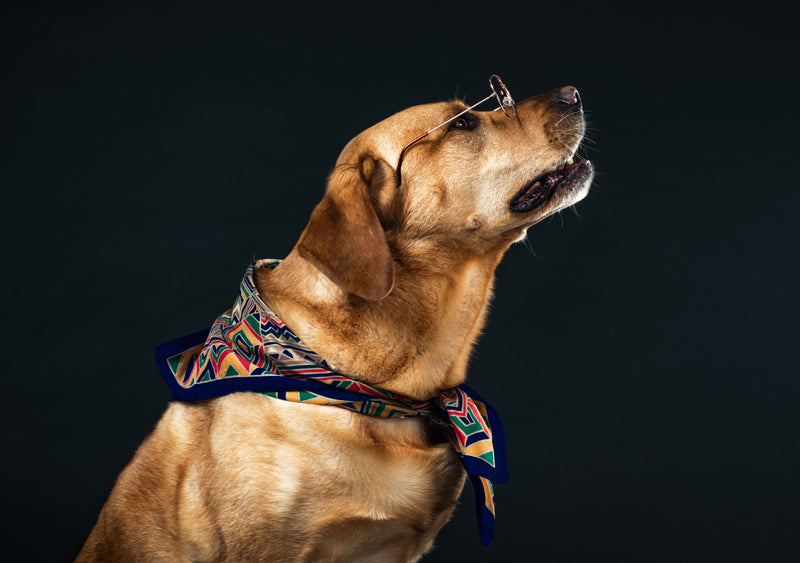 Mon chien tire : quel harnais choisir ?