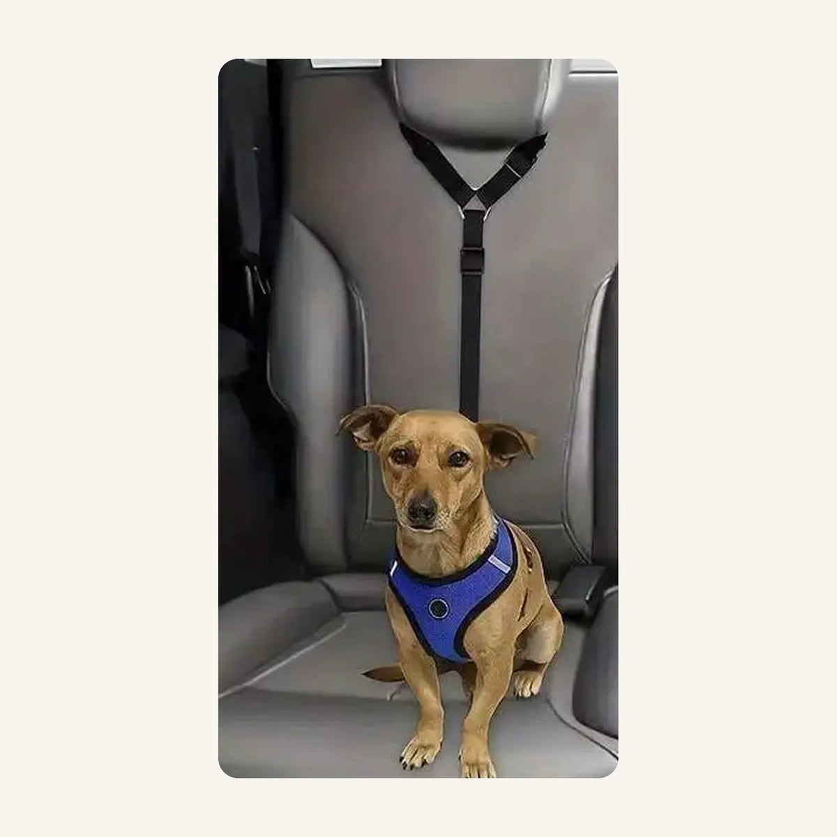 Attache chien voiture appuie-tête : chien installé sur la banquette arrière