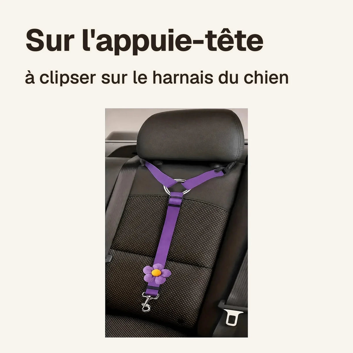 Attache chien voiture appuie-tête violette fixée autour de l'appuie-tête d'une banquette arrière, à clipser sur le harnais du chien