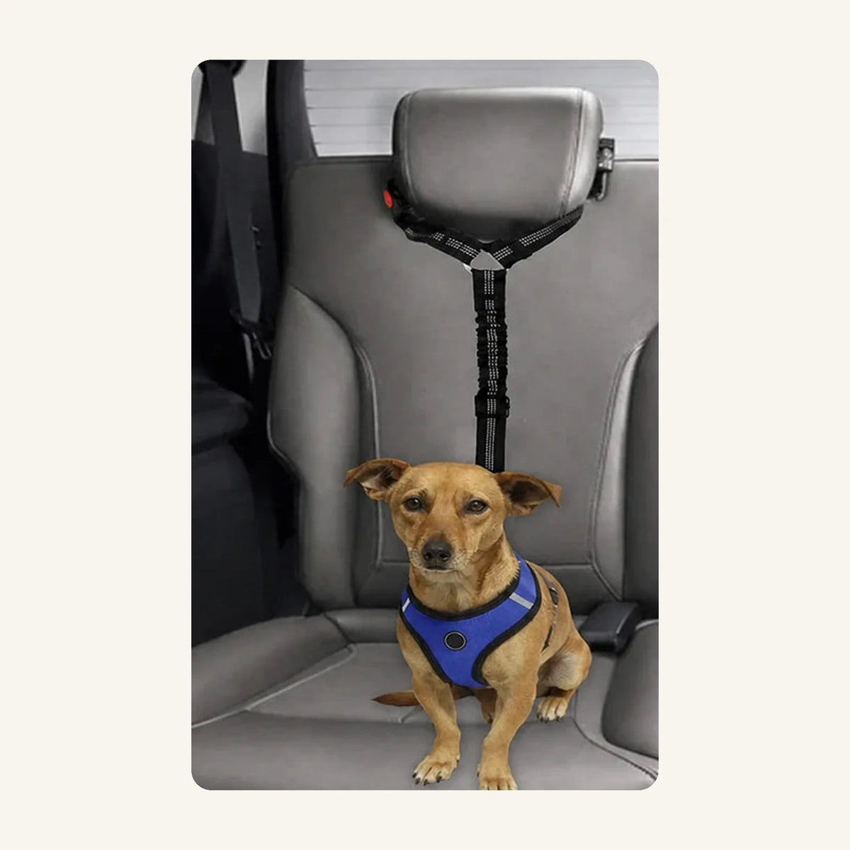 Ceinture chien voiture 2 en 1 : chien installé sur la banquette arrière