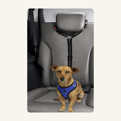 Ceinture chien voiture 2 en 1 : chien installé sur la banquette arrière