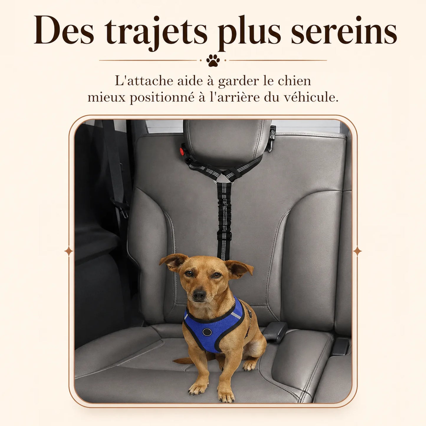 ceinture chien voiture 2 en 1 lifestyle