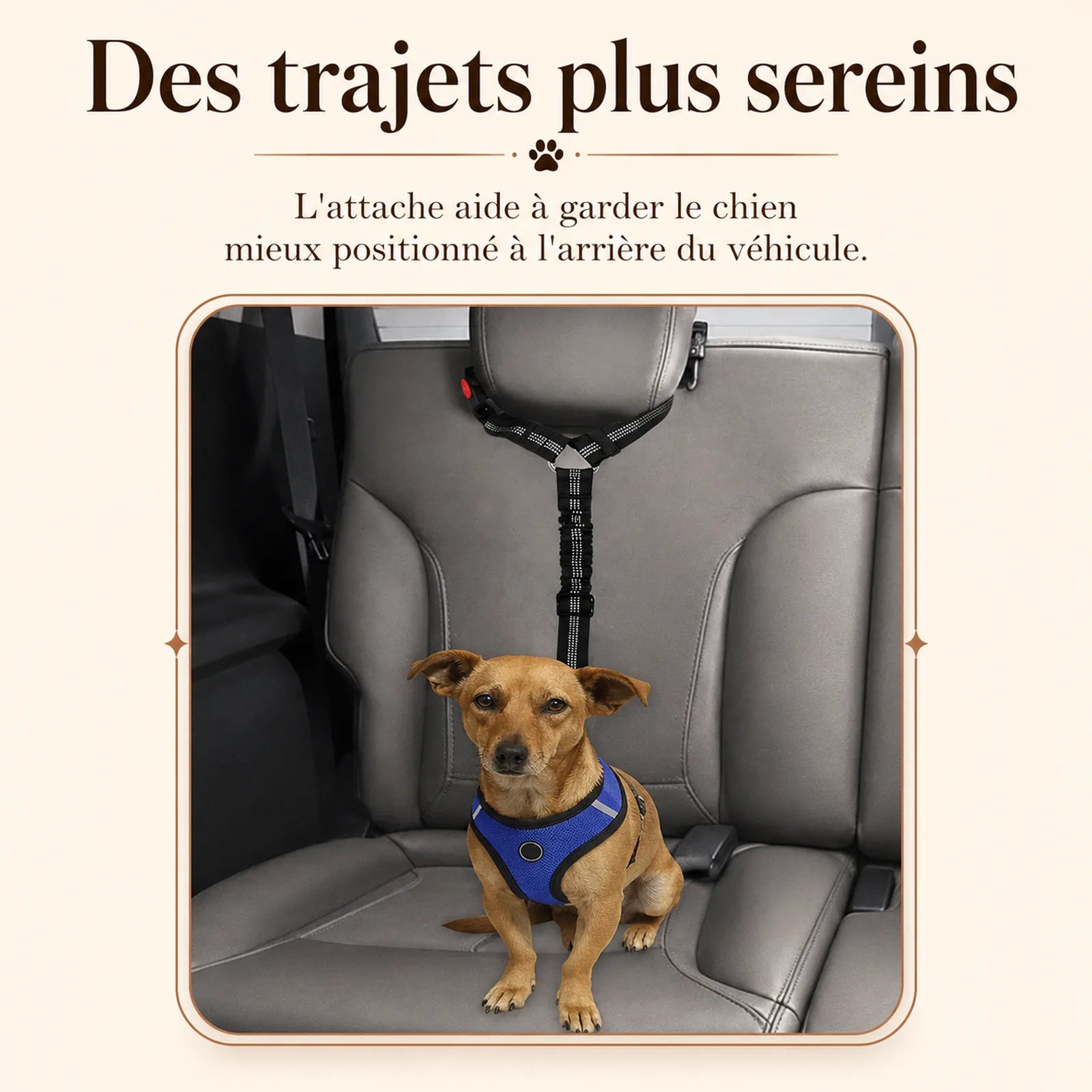 ceinture chien voiture 2 en 1 lifestyle