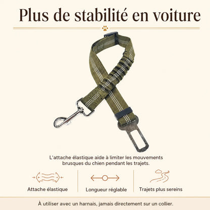 ceinture chien voiture elastique benefice principal