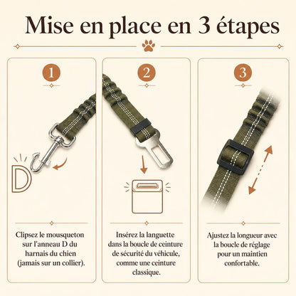 ceinture chien voiture elastique mise en place 3 etapes