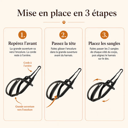 harnais canicross avec laisse mise en place 3 etapes