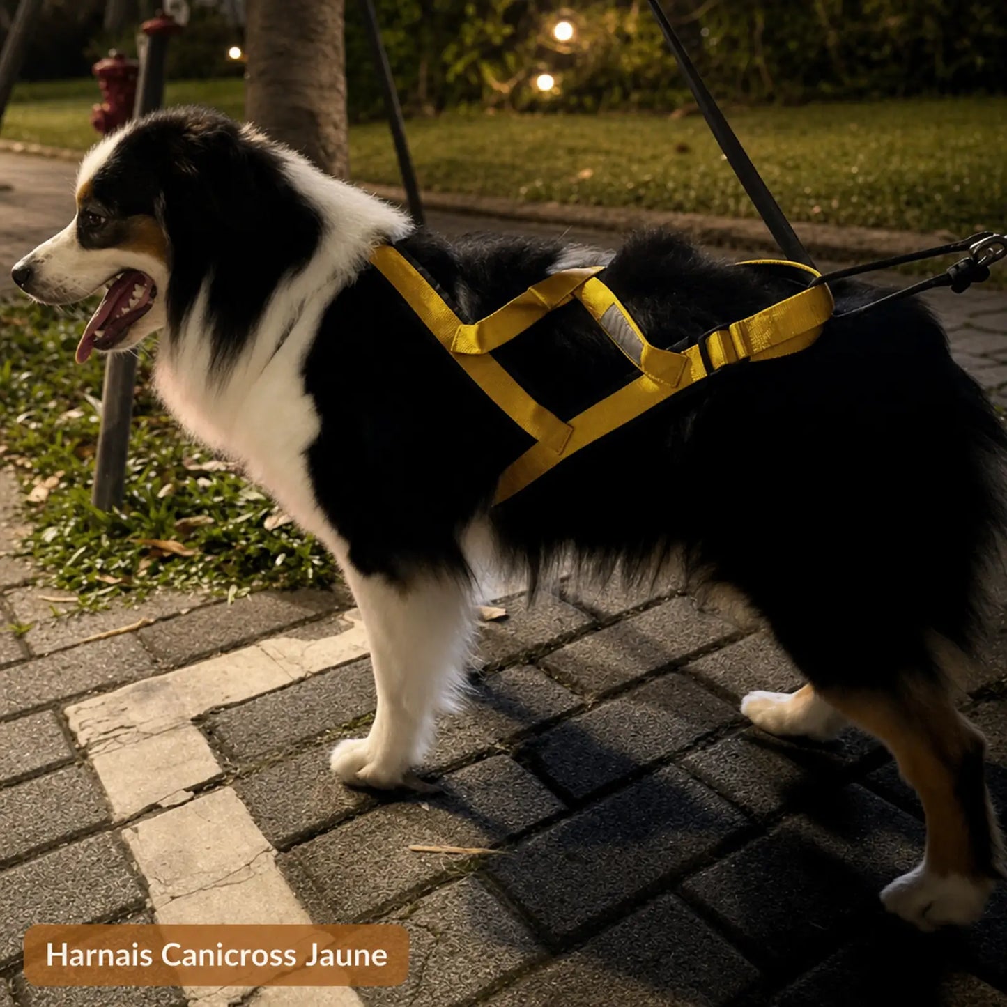 harnais canicross jaune lifestyle