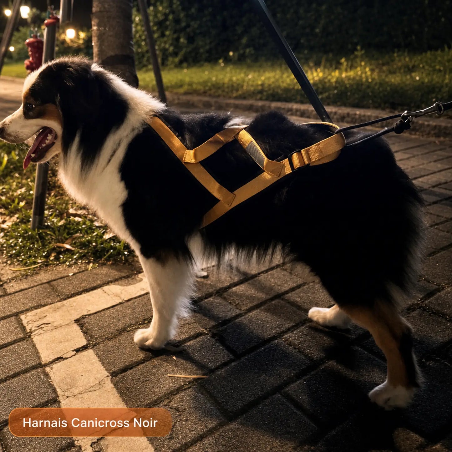 Harnais canicross noir en situation de canicross