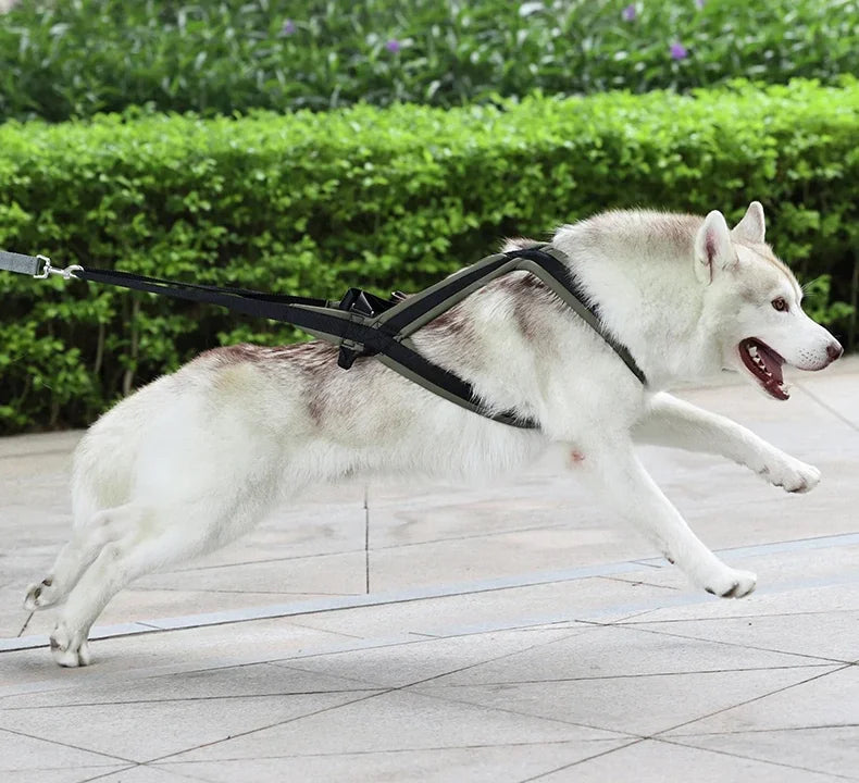 Harnais canicross porté par un husky en course