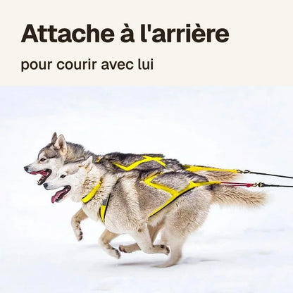 Harnais canicross réfléchissant jaune : attache à l'arrière pour courir avec le chien